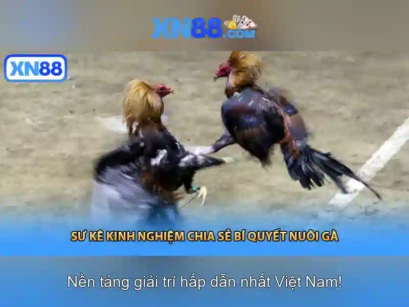 Hướng dẫn tham gia và thanh toán